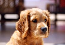 5 Ways to Prepare Your Backyard for Birds