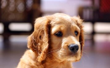 5 Ways to Prepare Your Backyard for Birds