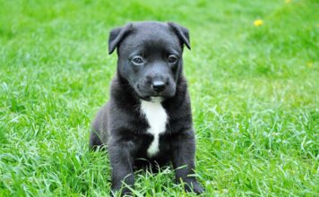 5 Mind Blowing Facts about Fish