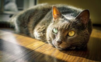 Leala The Pit Bull Saves The Life Of Her Friend