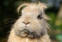 Farm Sanctuary Adds Third Shelter