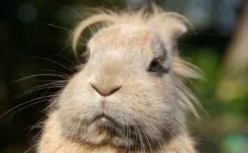 Farm Sanctuary Adds Third Shelter