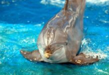 Finding Dory Poster Released