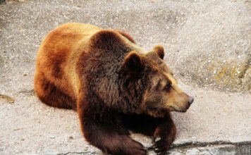 Meet Cholita, The Abused Circus Girrafe from Peru